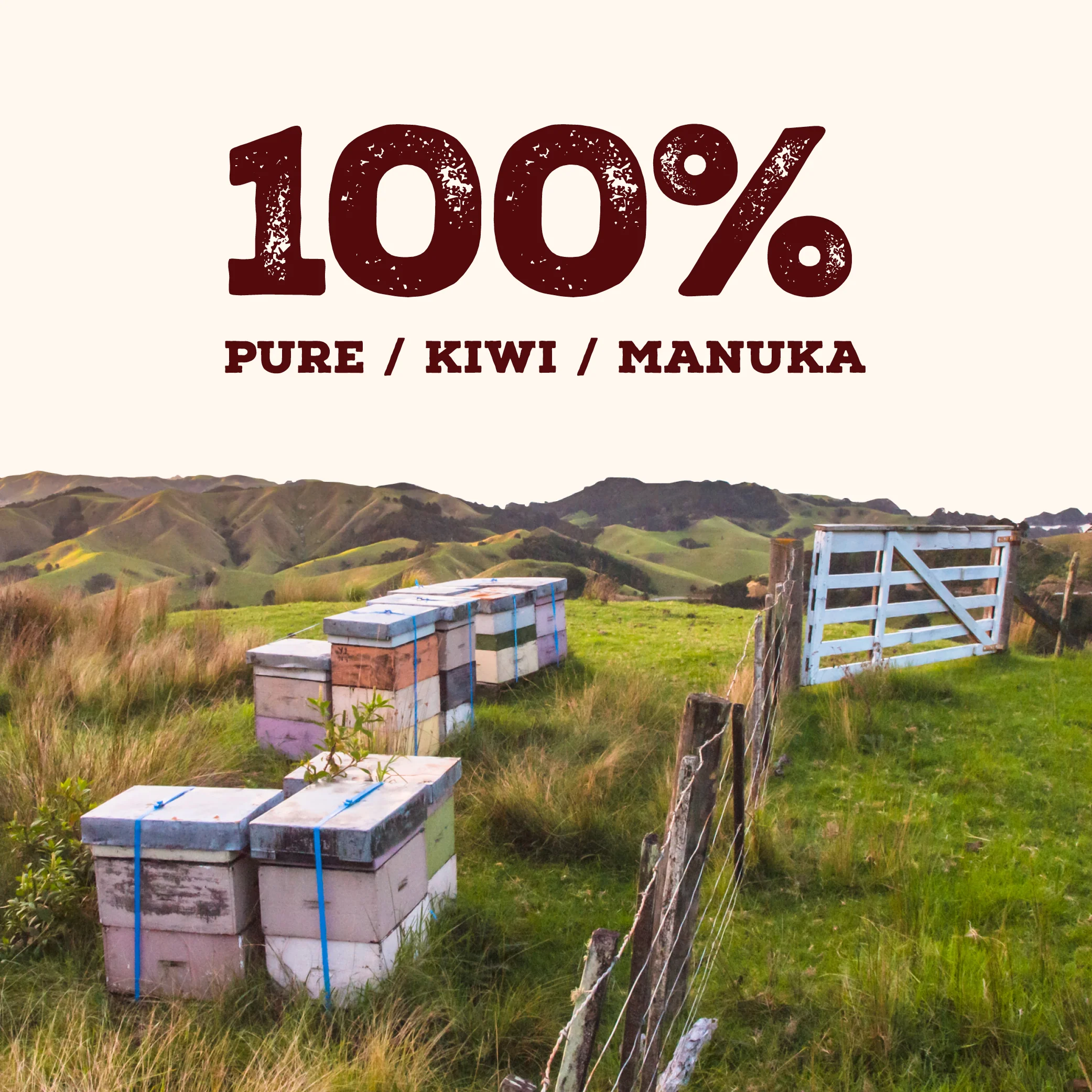 340 MGO Manuka Honey 250g - Monofloral - Image 10
